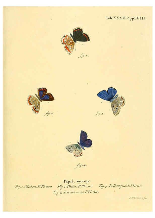 Reproducción/Reproduction 6103303478: Die Schmetterlinge in Abbildungen nach der Natur. v.1 plates. Leipzig :T.O. Weigel,[1829-1839] 