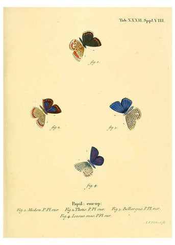 Reproducción/Reproduction 6103303478: Die Schmetterlinge in Abbildungen nach der Natur. v.1 plates. Leipzig :T.O. Weigel,[1829-1839] 