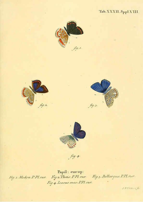 Reproducción/Reproduction 6103303478: Die Schmetterlinge in Abbildungen nach der Natur. v.1 plates. Leipzig :T.O. Weigel,[1829-1839] 