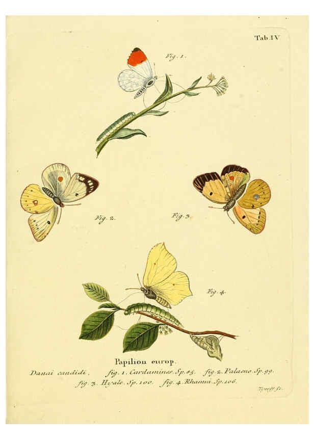 Reproducción/Reproduction 6102668973: Die Schmetterlinge in Abbildungen nach der Natur. v.1 plates. Leipzig :T.O. Weigel,[1829-1839] 