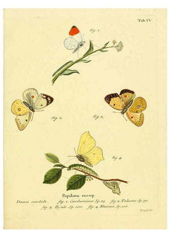 Reproducción/Reproduction 6102668973: Die Schmetterlinge in Abbildungen nach der Natur. v.1 plates. Leipzig :T.O. Weigel,[1829-1839] 