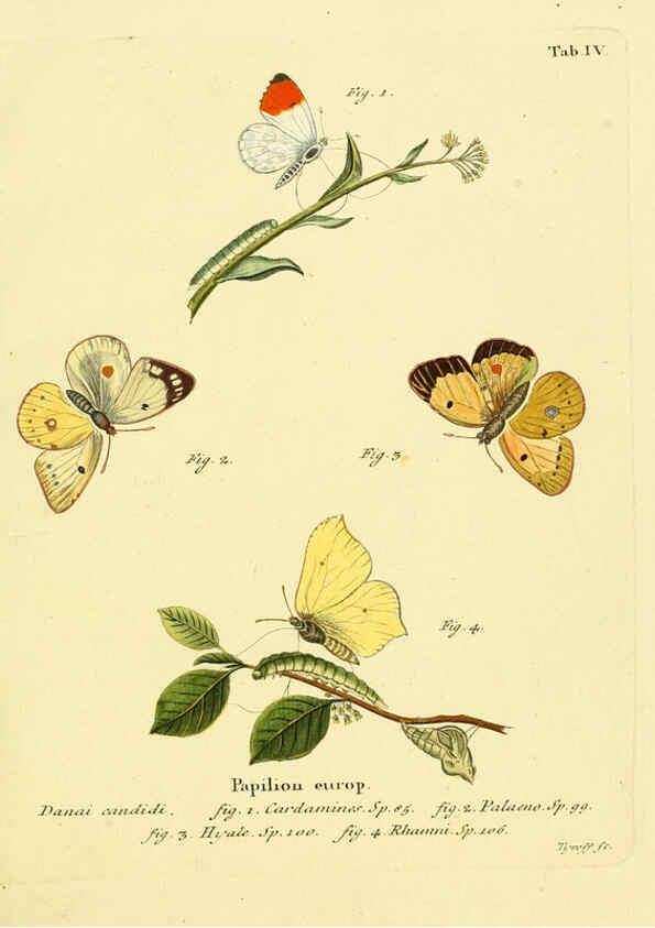 Reproducción/Reproduction 6102668973: Die Schmetterlinge in Abbildungen nach der Natur. v.1 plates. Leipzig :T.O. Weigel,[1829-1839] 