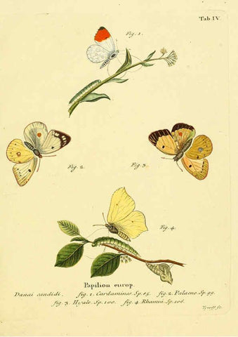Reproducción/Reproduction 6102668973: Die Schmetterlinge in Abbildungen nach der Natur. v.1 plates. Leipzig :T.O. Weigel,[1829-1839] 