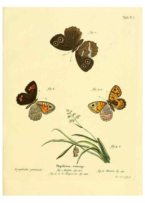 Reproducción/Reproduction 6103214776: Die Schmetterlinge in Abbildungen nach der Natur. v.1 plates. Leipzig :T.O. Weigel,[1829-1839] 