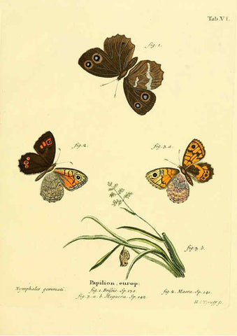 Reproducción/Reproduction 6103214776: Die Schmetterlinge in Abbildungen nach der Natur. v.1 plates. Leipzig :T.O. Weigel,[1829-1839] 