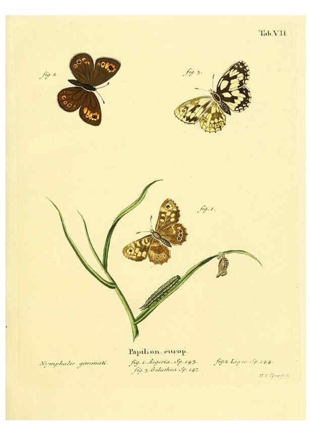 Reproducción/Reproduction 6103215092: Die Schmetterlinge in Abbildungen nach der Natur. v.1 plates. Leipzig :T.O. Weigel,[1829-1839] 
