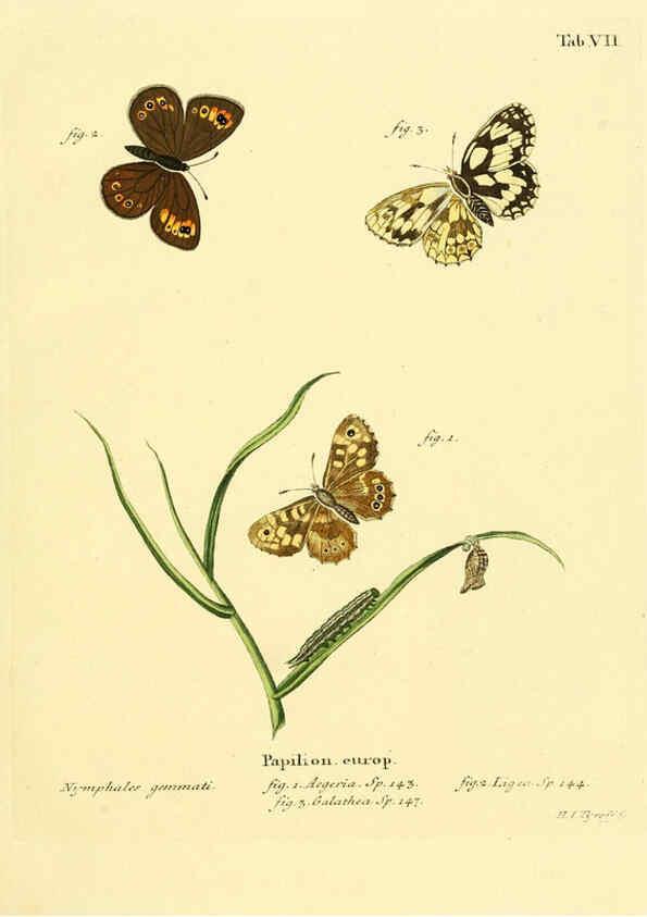 Reproducción/Reproduction 6103215092: Die Schmetterlinge in Abbildungen nach der Natur. v.1 plates. Leipzig :T.O. Weigel,[1829-1839] 