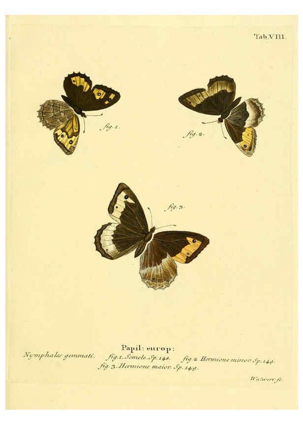 Reproducción/Reproduction 6103215264: Die Schmetterlinge in Abbildungen nach der Natur. v.1 plates. Leipzig :T.O. Weigel,[1829-1839] 