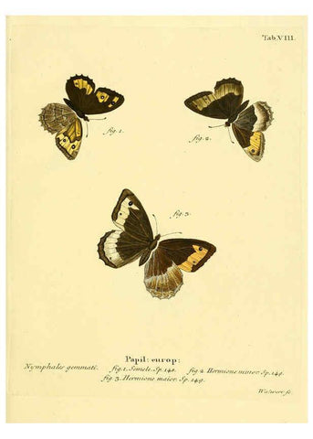Reproducción/Reproduction 6103215264: Die Schmetterlinge in Abbildungen nach der Natur. v.1 plates. Leipzig :T.O. Weigel,[1829-1839] 