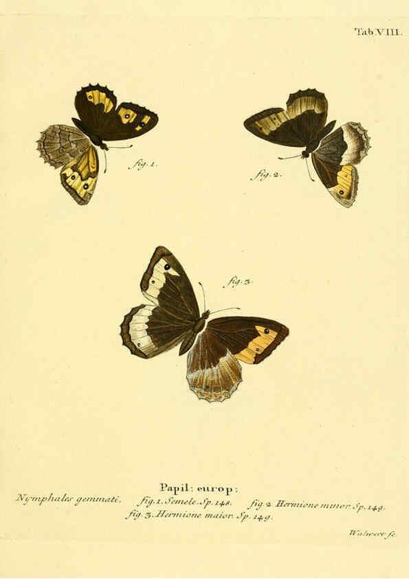 Reproducción/Reproduction 6103215264: Die Schmetterlinge in Abbildungen nach der Natur. v.1 plates. Leipzig :T.O. Weigel,[1829-1839] 