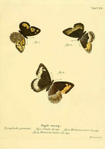 Reproducción/Reproduction 6103215264: Die Schmetterlinge in Abbildungen nach der Natur. v.1 plates. Leipzig :T.O. Weigel,[1829-1839] 