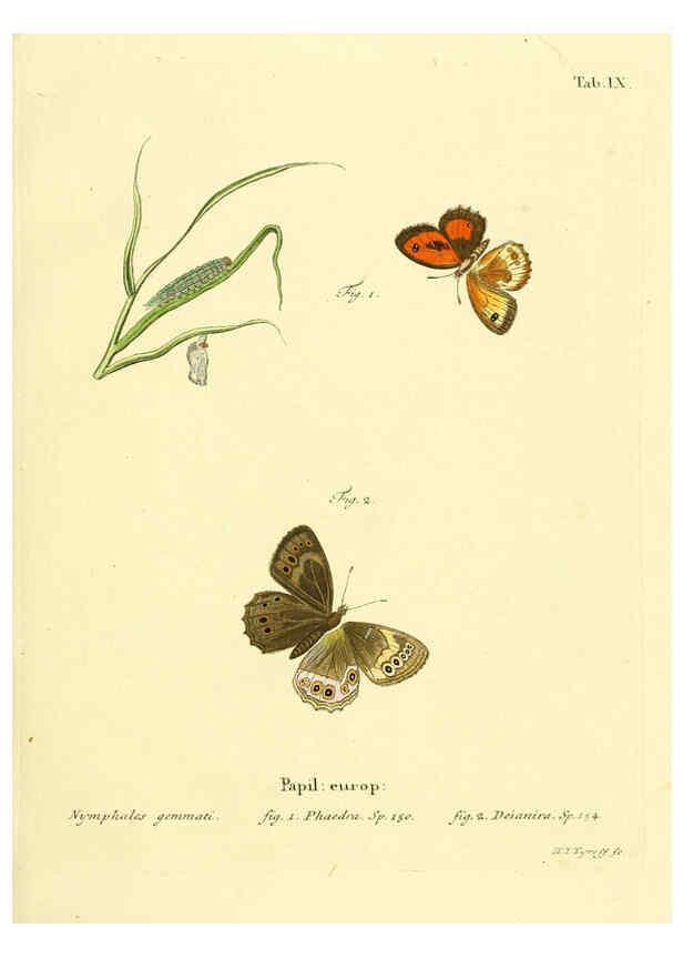 Reproducción/Reproduction 6103215664: Die Schmetterlinge in Abbildungen nach der Natur. v.1 plates. Leipzig :T.O. Weigel,[1829-1839] 