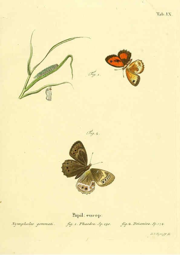 Reproducción/Reproduction 6103215664: Die Schmetterlinge in Abbildungen nach der Natur. v.1 plates. Leipzig :T.O. Weigel,[1829-1839] 