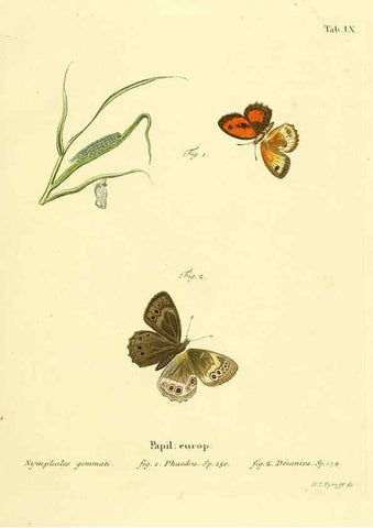 Reproducción/Reproduction 6103215664: Die Schmetterlinge in Abbildungen nach der Natur. v.1 plates. Leipzig :T.O. Weigel,[1829-1839] 
