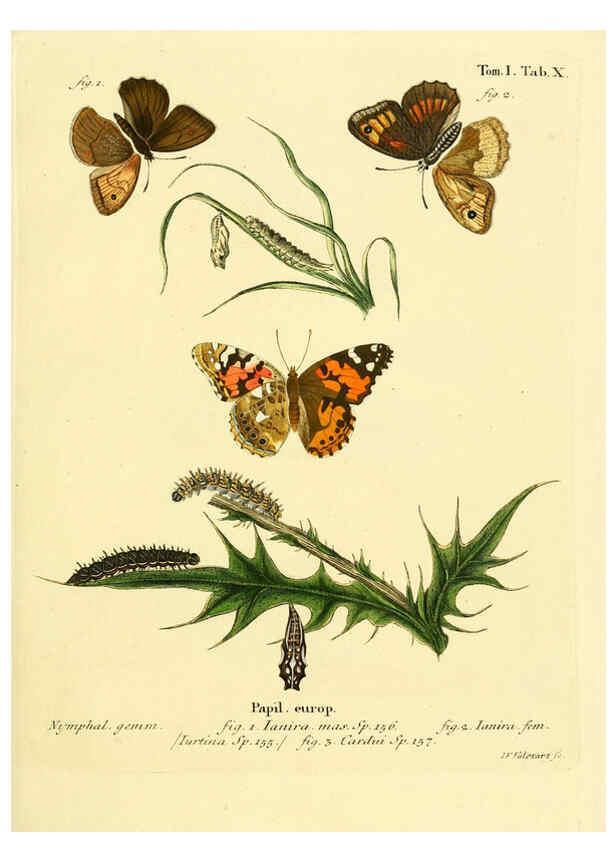 Reproducción/Reproduction 6102670705: Die Schmetterlinge in Abbildungen nach der Natur. v.1 plates. Leipzig :T.O. Weigel,[1829-1839] 