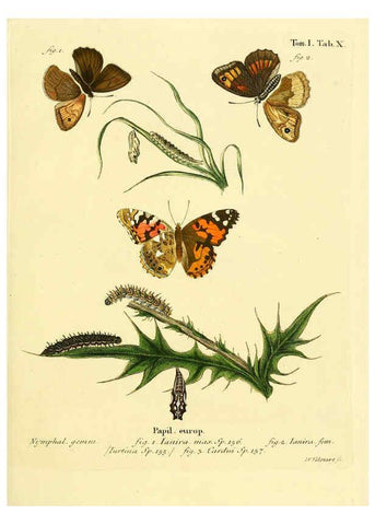 Reproducción/Reproduction 6102670705: Die Schmetterlinge in Abbildungen nach der Natur. v.1 plates. Leipzig :T.O. Weigel,[1829-1839] 