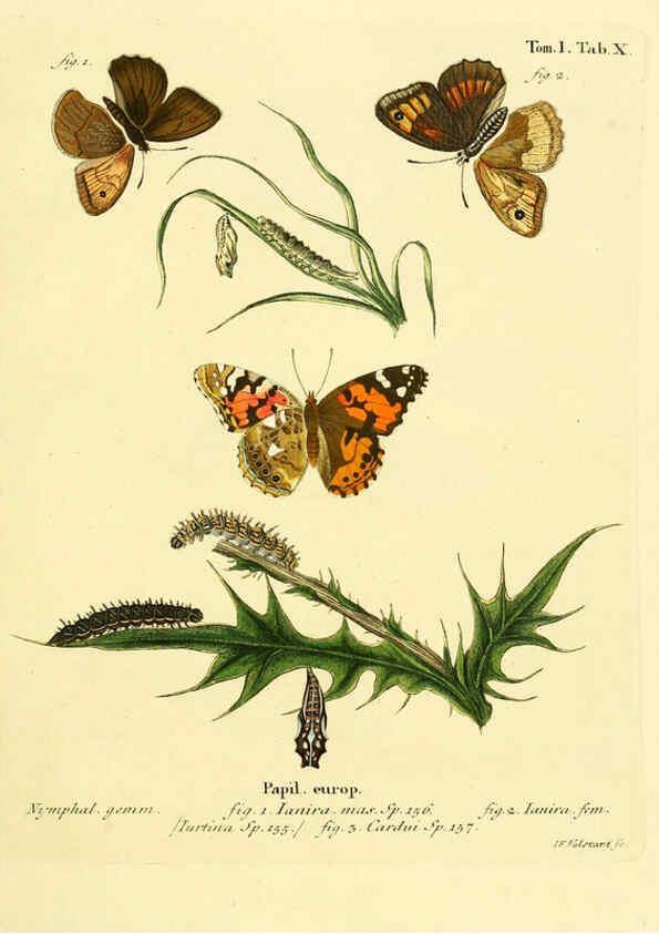 Reproducción/Reproduction 6102670705: Die Schmetterlinge in Abbildungen nach der Natur. v.1 plates. Leipzig :T.O. Weigel,[1829-1839] 