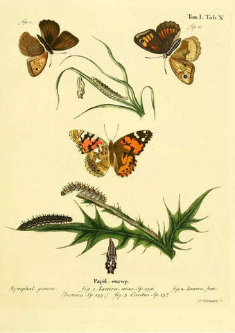 Reproducción/Reproduction 6102670705: Die Schmetterlinge in Abbildungen nach der Natur. v.1 plates. Leipzig :T.O. Weigel,[1829-1839] 