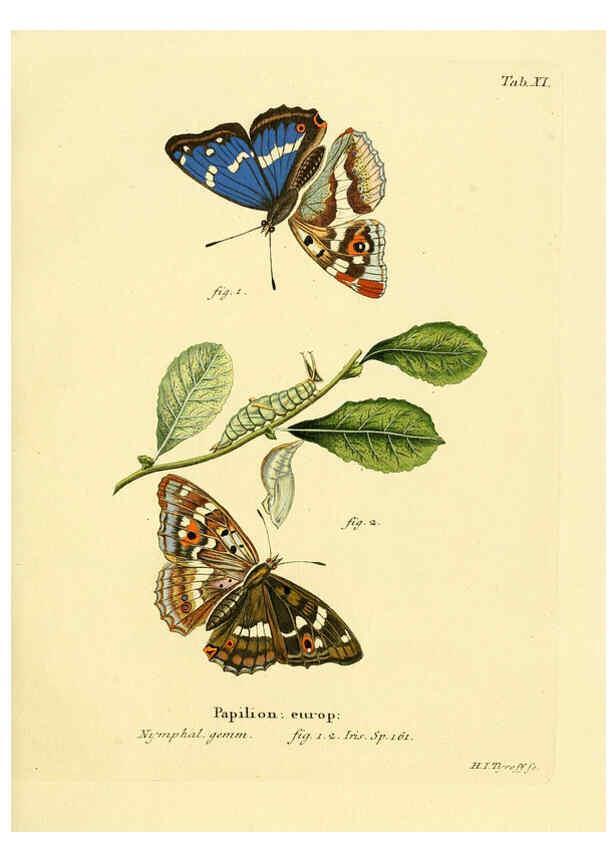 Reproducción/Reproduction 6103216092: Die Schmetterlinge in Abbildungen nach der Natur. v.1 plates. Leipzig :T.O. Weigel,[1829-1839] 