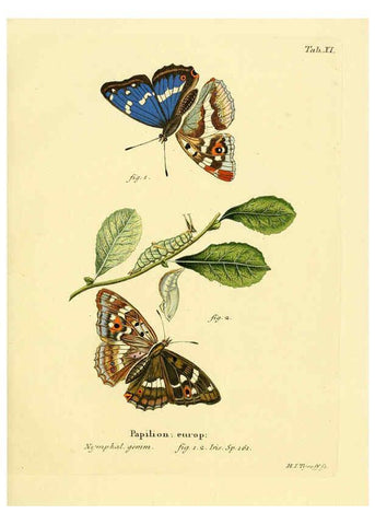 Reproducción/Reproduction 6103216092: Die Schmetterlinge in Abbildungen nach der Natur. v.1 plates. Leipzig :T.O. Weigel,[1829-1839] 