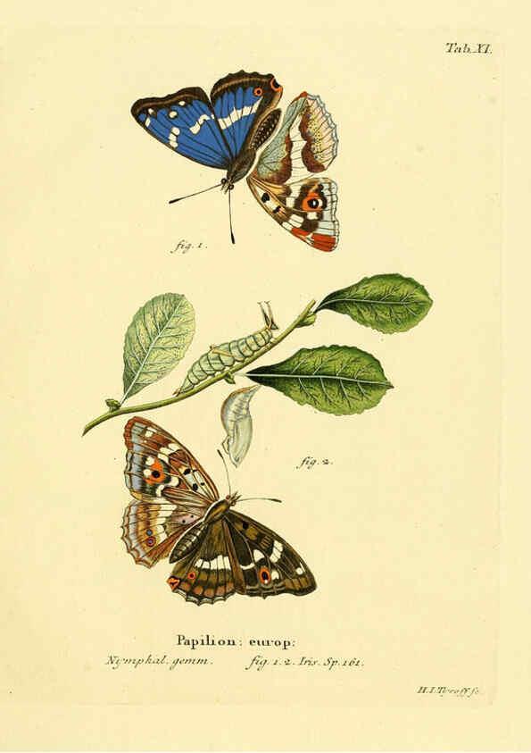 Reproducción/Reproduction 6103216092: Die Schmetterlinge in Abbildungen nach der Natur. v.1 plates. Leipzig :T.O. Weigel,[1829-1839] 