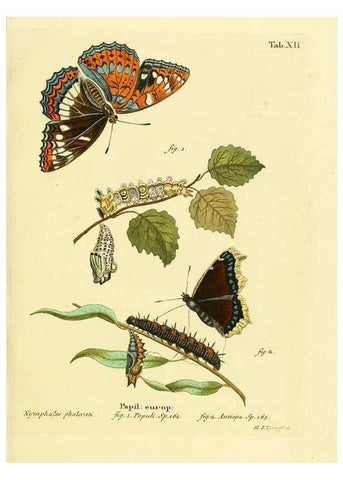 Reproducción/Reproduction 6102671325: Die Schmetterlinge in Abbildungen nach der Natur. v.1 plates. Leipzig :T.O. Weigel,[1829-1839] 