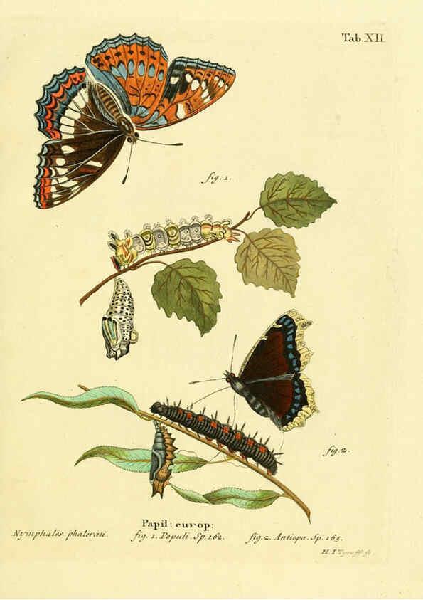 Reproducción/Reproduction 6102671325: Die Schmetterlinge in Abbildungen nach der Natur. v.1 plates. Leipzig :T.O. Weigel,[1829-1839] 