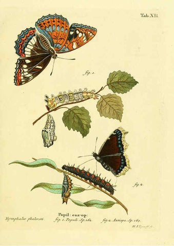 Reproducción/Reproduction 6102671325: Die Schmetterlinge in Abbildungen nach der Natur. v.1 plates. Leipzig :T.O. Weigel,[1829-1839] 