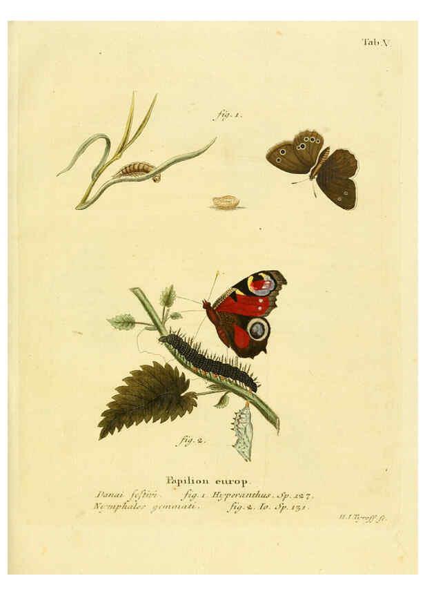 Reproducción/Reproduction 6102669237: Die Schmetterlinge in Abbildungen nach der Natur. v.1 plates. Leipzig :T.O. Weigel,[1829-1839] 