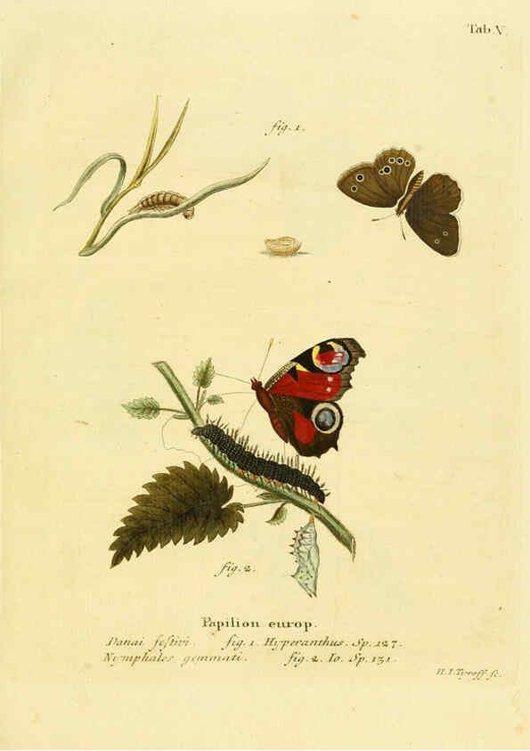 Reproducción/Reproduction 6102669237: Die Schmetterlinge in Abbildungen nach der Natur. v.1 plates. Leipzig :T.O. Weigel,[1829-1839] 