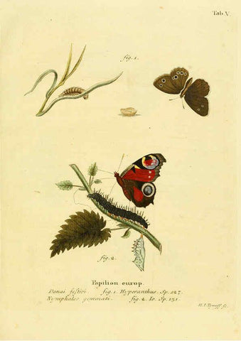 Reproducción/Reproduction 6102669237: Die Schmetterlinge in Abbildungen nach der Natur. v.1 plates. Leipzig :T.O. Weigel,[1829-1839] 
