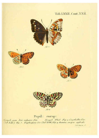 Reproducción/Reproduction 6103316768: Die Schmetterlinge in Abbildungen nach der Natur. v.1 plates. Leipzig :T.O. Weigel,[1829-1839] 