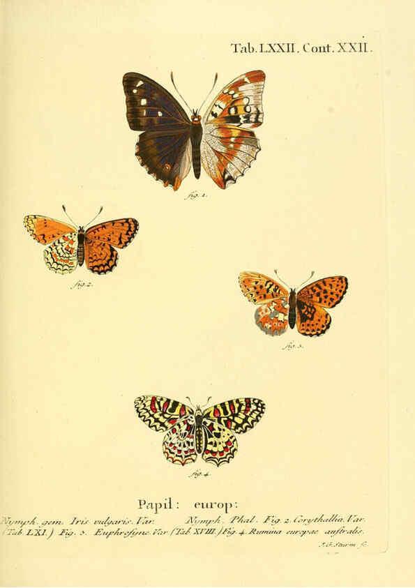 Reproducción/Reproduction 6103316768: Die Schmetterlinge in Abbildungen nach der Natur. v.1 plates. Leipzig :T.O. Weigel,[1829-1839] 