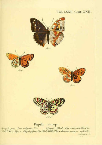 Reproducción/Reproduction 6103316768: Die Schmetterlinge in Abbildungen nach der Natur. v.1 plates. Leipzig :T.O. Weigel,[1829-1839] 