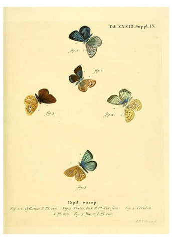 Reproducción/Reproduction 6103303708: Die Schmetterlinge in Abbildungen nach der Natur. v.1 plates. Leipzig :T.O. Weigel,[1829-1839] 