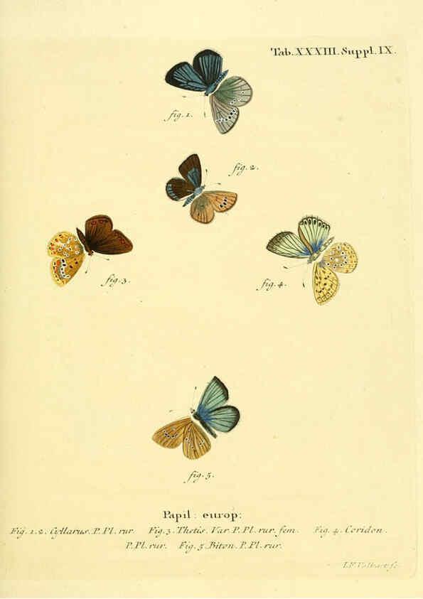 Reproducción/Reproduction 6103303708: Die Schmetterlinge in Abbildungen nach der Natur. v.1 plates. Leipzig :T.O. Weigel,[1829-1839] 