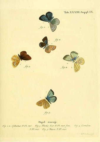 Reproducción/Reproduction 6103303708: Die Schmetterlinge in Abbildungen nach der Natur. v.1 plates. Leipzig :T.O. Weigel,[1829-1839] 