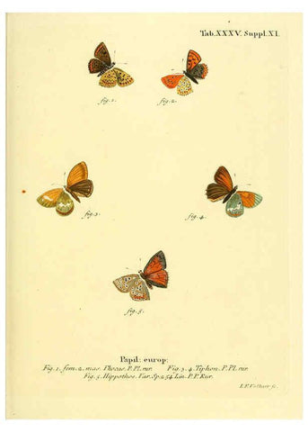 Reproducción/Reproduction 6103304400: Die Schmetterlinge in Abbildungen nach der Natur. v.1 plates. Leipzig :T.O. Weigel,[1829-1839] 