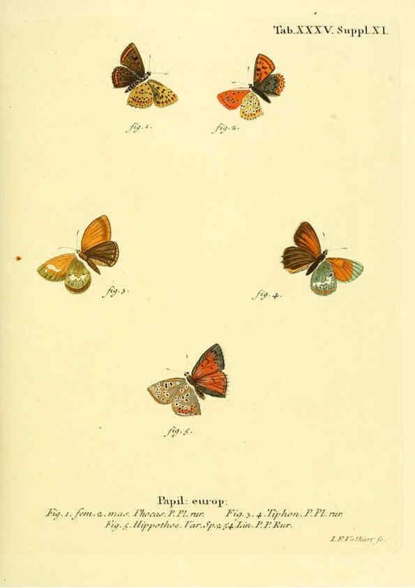 Reproducción/Reproduction 6103304400: Die Schmetterlinge in Abbildungen nach der Natur. v.1 plates. Leipzig :T.O. Weigel,[1829-1839] 