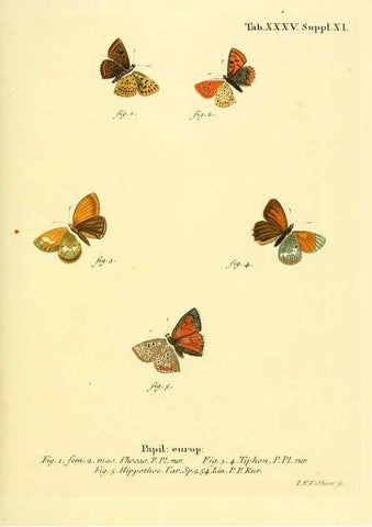 Reproducción/Reproduction 6103304400: Die Schmetterlinge in Abbildungen nach der Natur. v.1 plates. Leipzig :T.O. Weigel,[1829-1839] 