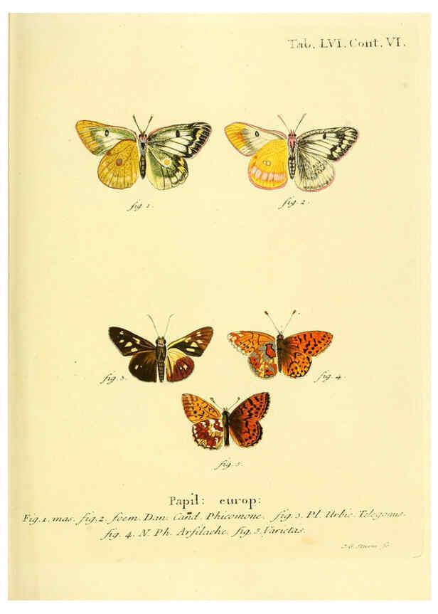 Reproducción/Reproduction 6102764031: Die Schmetterlinge in Abbildungen nach der Natur. v.1 plates. Leipzig :T.O. Weigel,[1829-1839] 