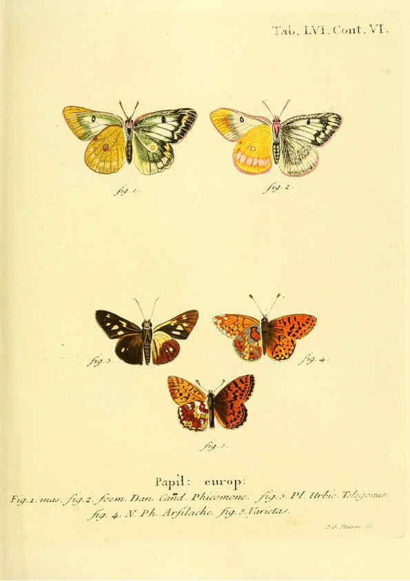 Reproducción/Reproduction 6102764031: Die Schmetterlinge in Abbildungen nach der Natur. v.1 plates. Leipzig :T.O. Weigel,[1829-1839] 