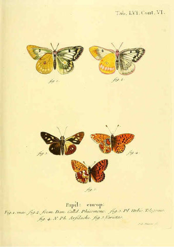 Reproducción/Reproduction 6102764031: Die Schmetterlinge in Abbildungen nach der Natur. v.1 plates. Leipzig :T.O. Weigel,[1829-1839] 