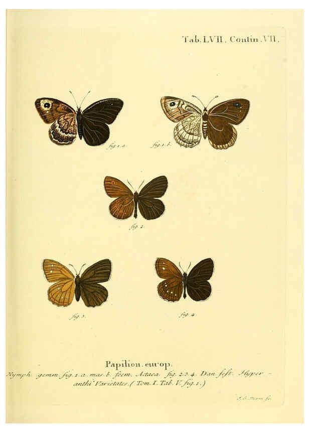 Reproducción/Reproduction 6102764307: Die Schmetterlinge in Abbildungen nach der Natur. v.1 plates. Leipzig :T.O. Weigel,[1829-1839] 