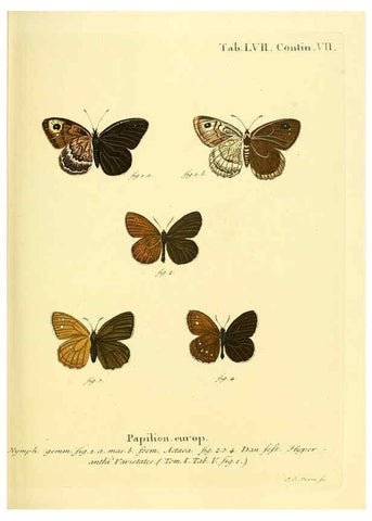 Reproducción/Reproduction 6102764307: Die Schmetterlinge in Abbildungen nach der Natur. v.1 plates. Leipzig :T.O. Weigel,[1829-1839] 