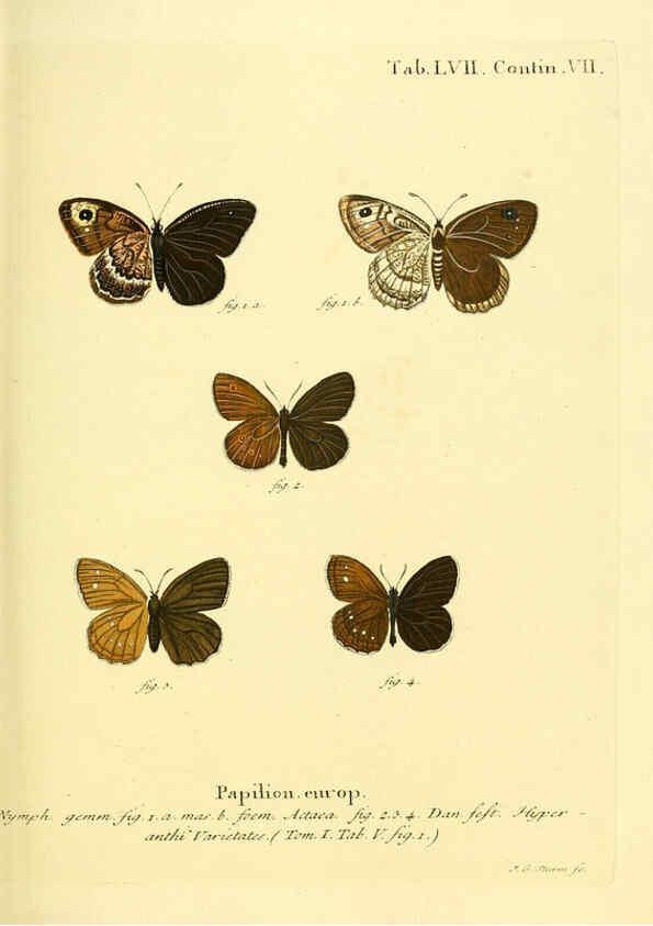 Reproducción/Reproduction 6102764307: Die Schmetterlinge in Abbildungen nach der Natur. v.1 plates. Leipzig :T.O. Weigel,[1829-1839] 