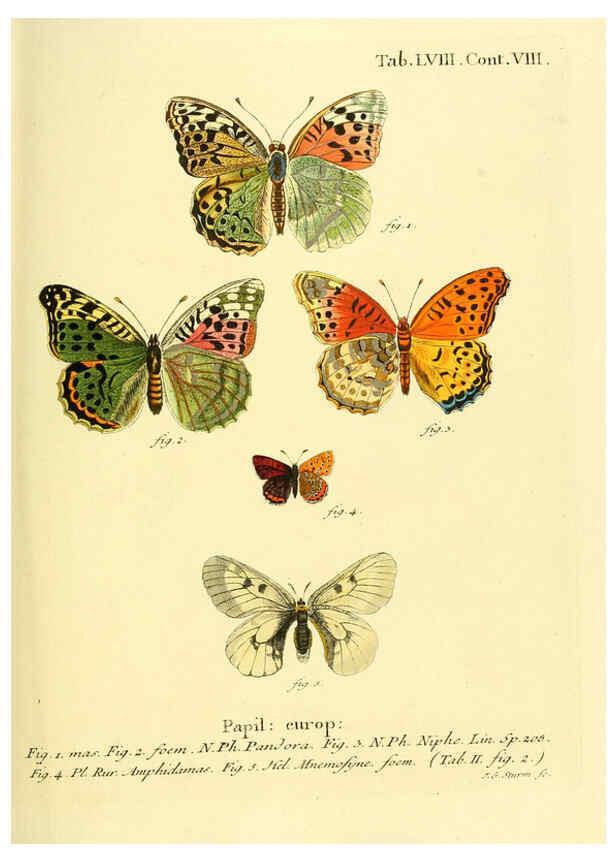 Reproducción/Reproduction 6103310896: Die Schmetterlinge in Abbildungen nach der Natur. v.1 plates. Leipzig :T.O. Weigel,[1829-1839] 