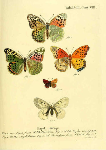 Reproducción/Reproduction 6103310896: Die Schmetterlinge in Abbildungen nach der Natur. v.1 plates. Leipzig :T.O. Weigel,[1829-1839] 