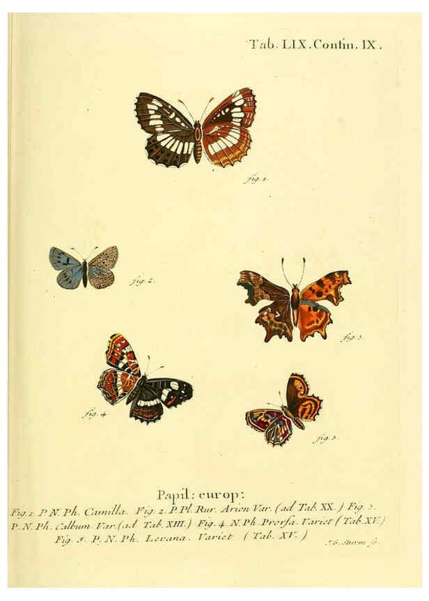Reproducción/Reproduction 6102764865: Die Schmetterlinge in Abbildungen nach der Natur. v.1 plates. Leipzig :T.O. Weigel,[1829-1839] 