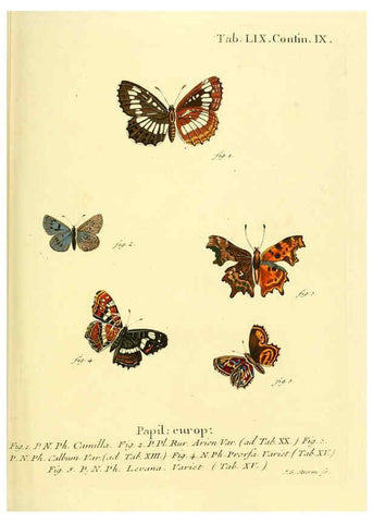 Reproducción/Reproduction 6102764865: Die Schmetterlinge in Abbildungen nach der Natur. v.1 plates. Leipzig :T.O. Weigel,[1829-1839] 